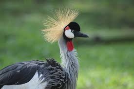 Birdwatching Safari in Akagera National Park