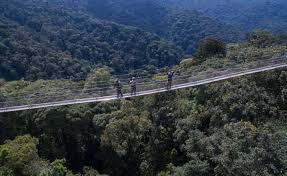 Canopy Walkway in Nyungwe Forest